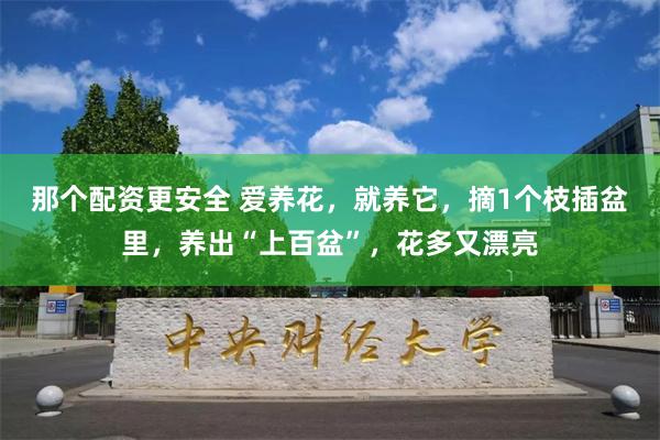 那个配资更安全 爱养花，就养它，摘1个枝插盆里，养出“上百盆”，花多又漂亮