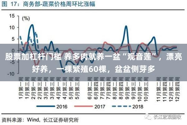 股票加杠杆门槛 养多肉就养一盆“观音莲”，漂亮好养，一棵繁殖60棵，盆盆侧芽多